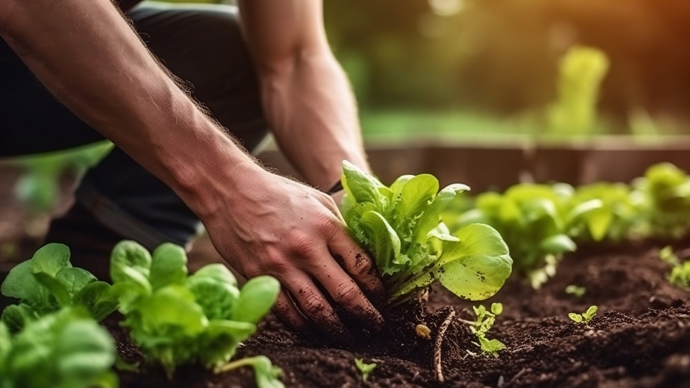 El hombre está cultivando plantas